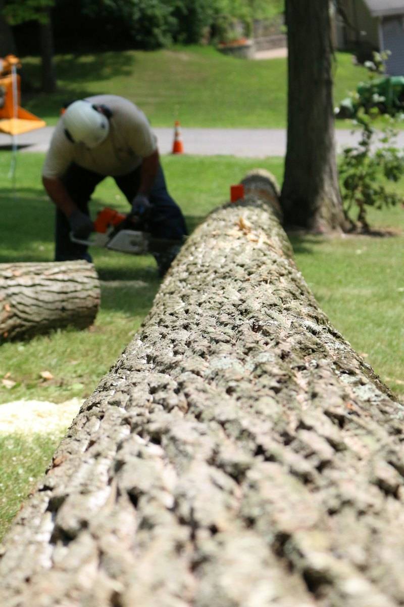 Zersägen eines umgestürzten Baums nach Sturm
